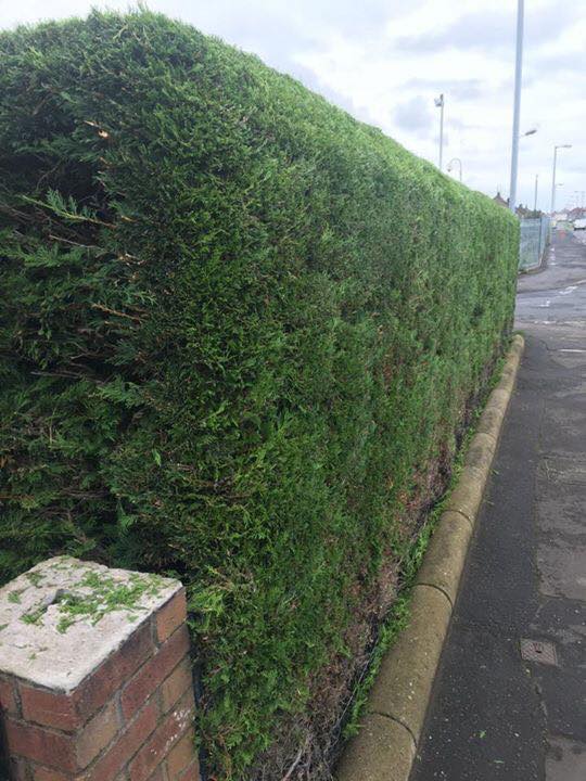 Tree pruning and crown reduction in an Ayrshire garden