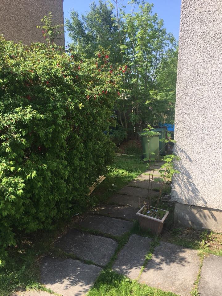 Small tree felling and stump grinding service