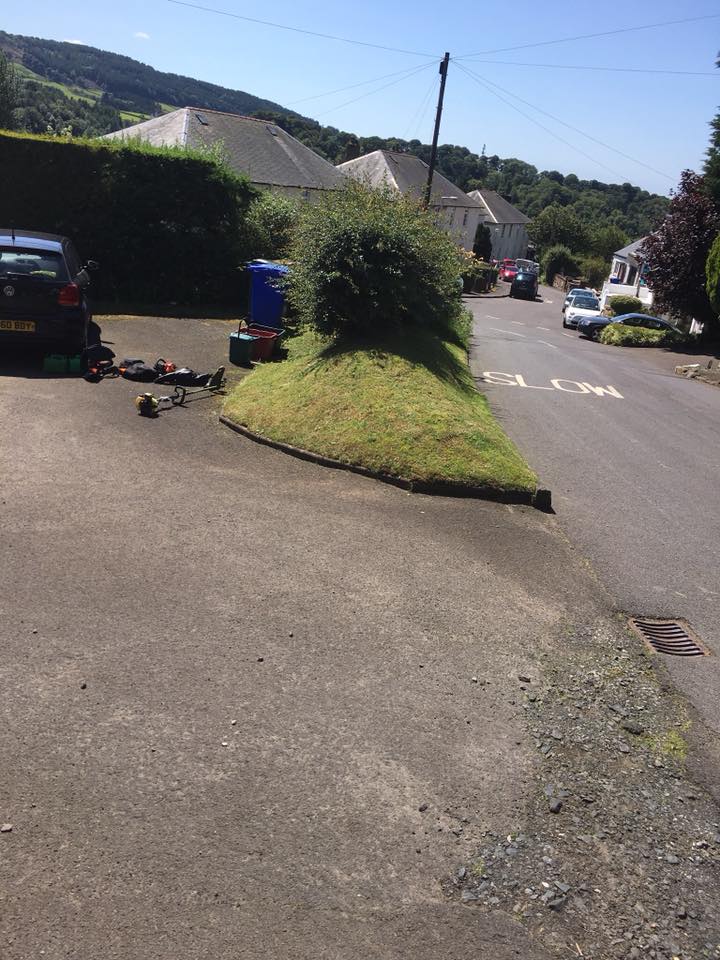Deadwood removal and crown thinning on a mature tree