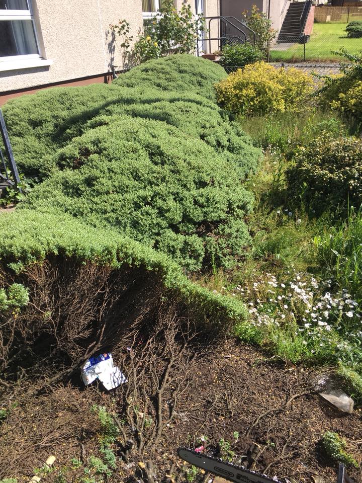 Boundary fencing with trellis top for added privacy
